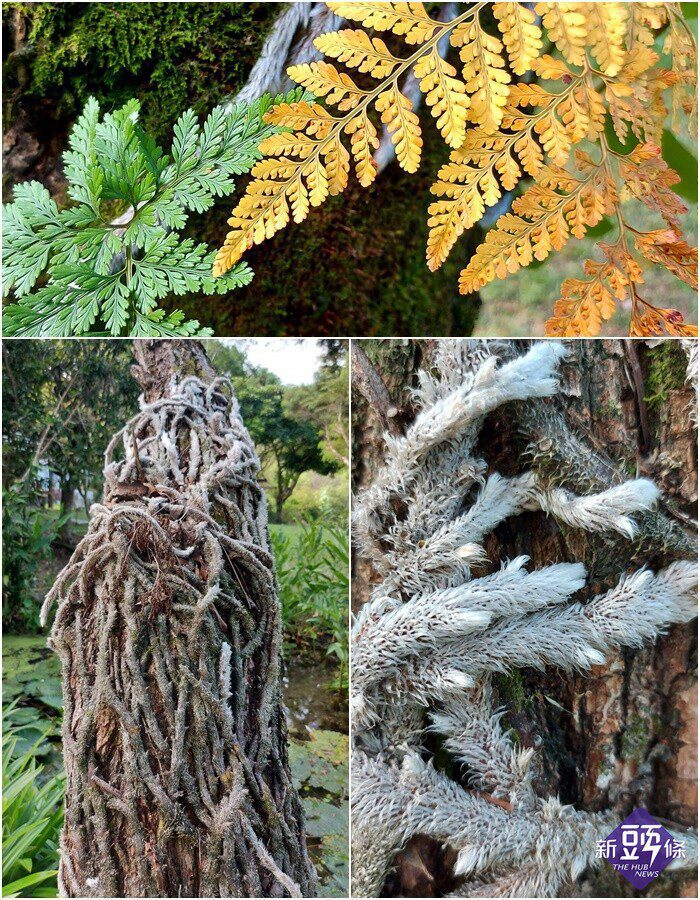 後山小調∕藤纏樹樹纏藤生死與共| 新頭條-TheHubNews 