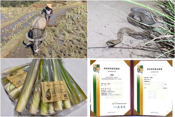 唐水蛇保育+綠色農事展成果　三芝『水蛇腰美人腿』榮獲『綠色保育標章』認證
