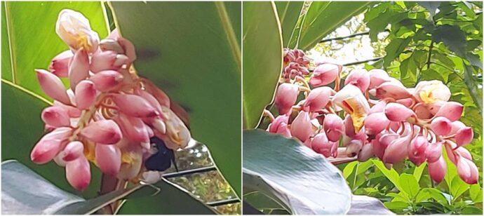 後山小調 粉紅月桃花 新頭條 Thehubnews