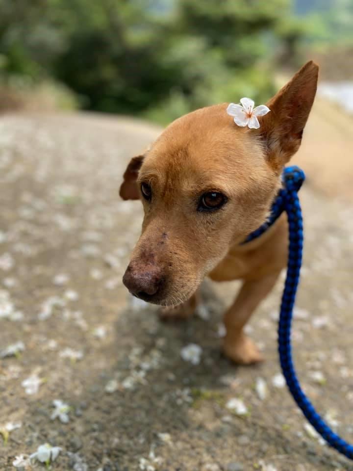 新店動物之家浪漫5月雪邀你一 桐 賞毛寶貝 新頭條 Thehubnews