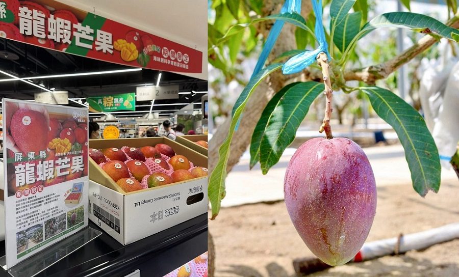 屏東芒果新品種 「龍蝦芒果」限量上市