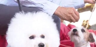 萌寵保衛戰 社區共同推廣動保觀念