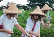 義大利參訪團造訪龜山益壽茶園 體驗台灣茶香文化