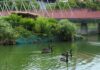 台中市秋紅谷景觀生態公園增添2對黑天鵝。(圖/記者林均和攝)