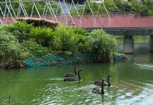 台中市秋紅谷景觀生態公園增添2對黑天鵝。(圖/記者林均和攝)