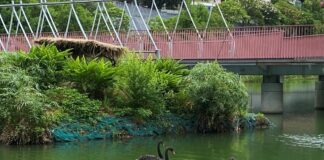 台中市秋紅谷景觀生態公園增添2對黑天鵝。(圖/記者林均和攝)