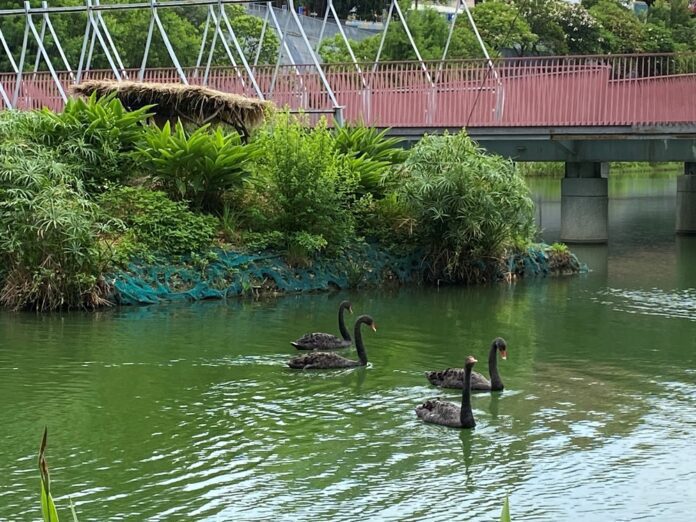 台中市秋紅谷景觀生態公園增添2對黑天鵝。(圖/記者林均和攝)