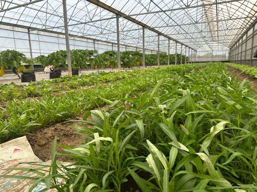 西湖湖東休閒農業區的有機農場體驗採菜,關心農業生態。(圖/記者林均和攝)