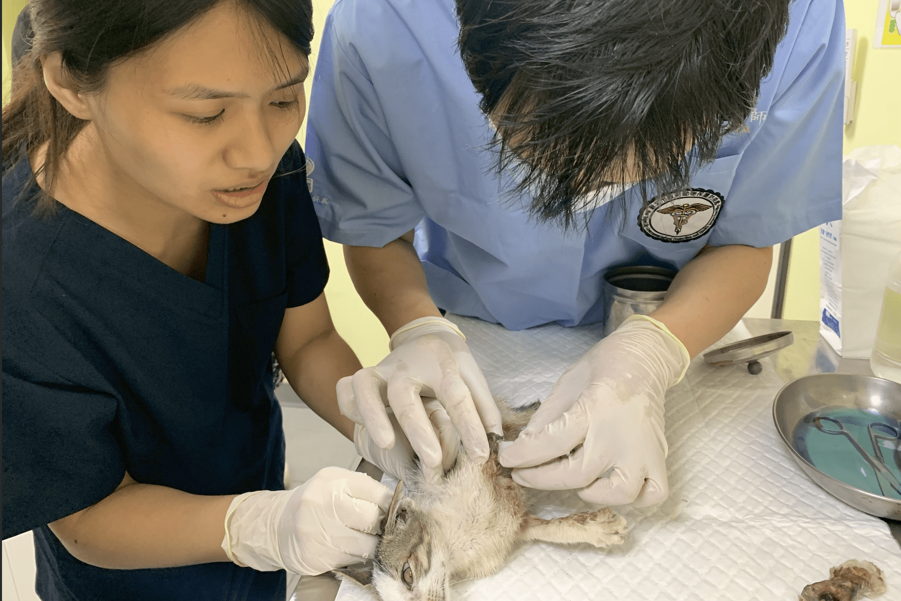 不只看門診更要學救援!新北動保處提供獸醫系學生實習     強化臨床與實務經驗
