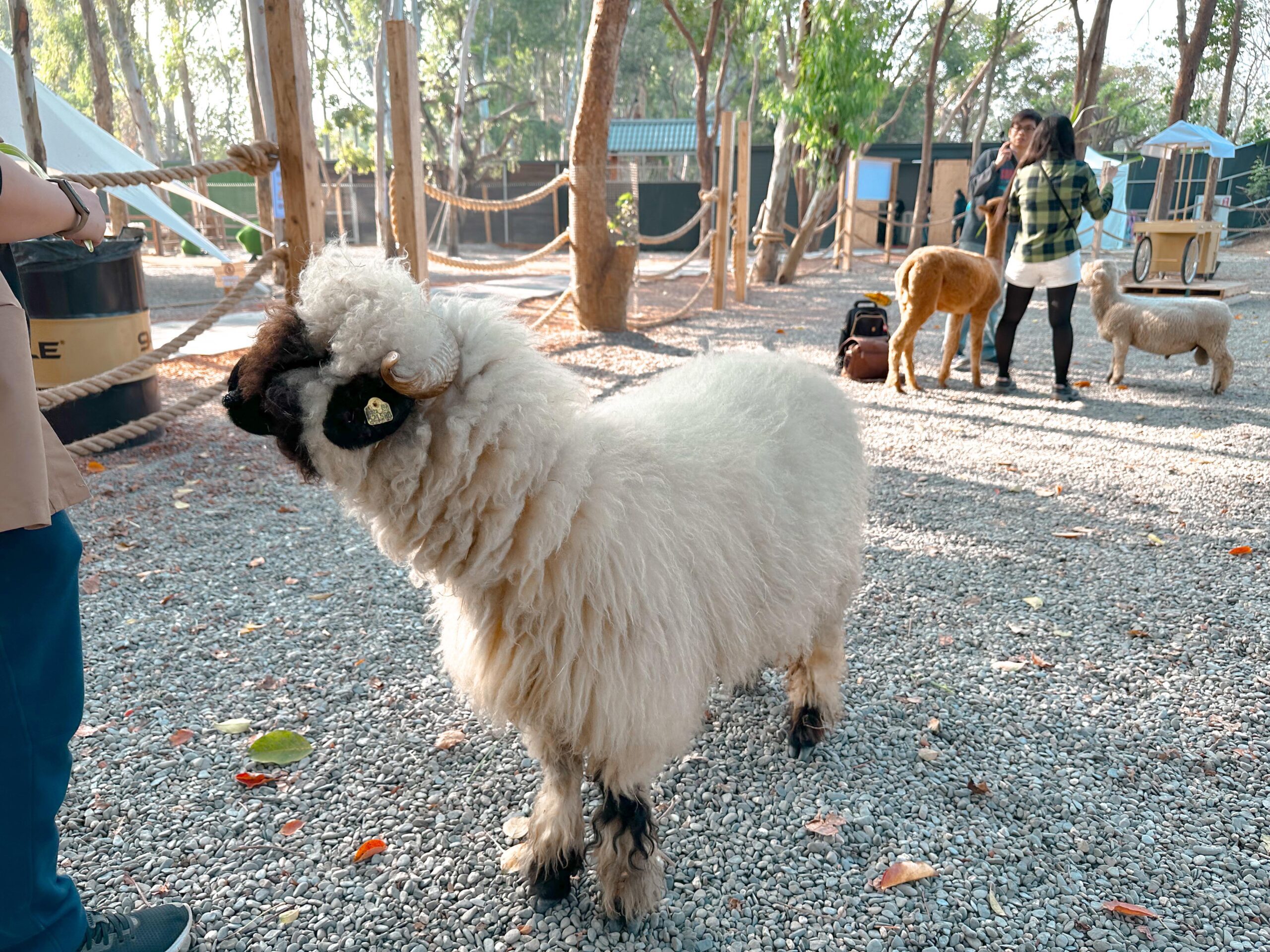 兒童節連假去哪遛小孩　來嘉義親近大自然拒絕3C