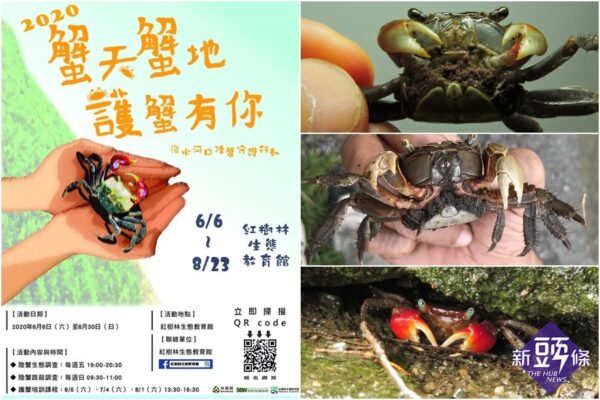 又逢陸蟹繁殖高峰請您注意輪下腳下避免上演路殺慘劇 新頭條 Thehubnews 又逢陸蟹繁殖高峰請您注意輪下腳下避免上演路殺慘劇 新頭條 Thehubnews