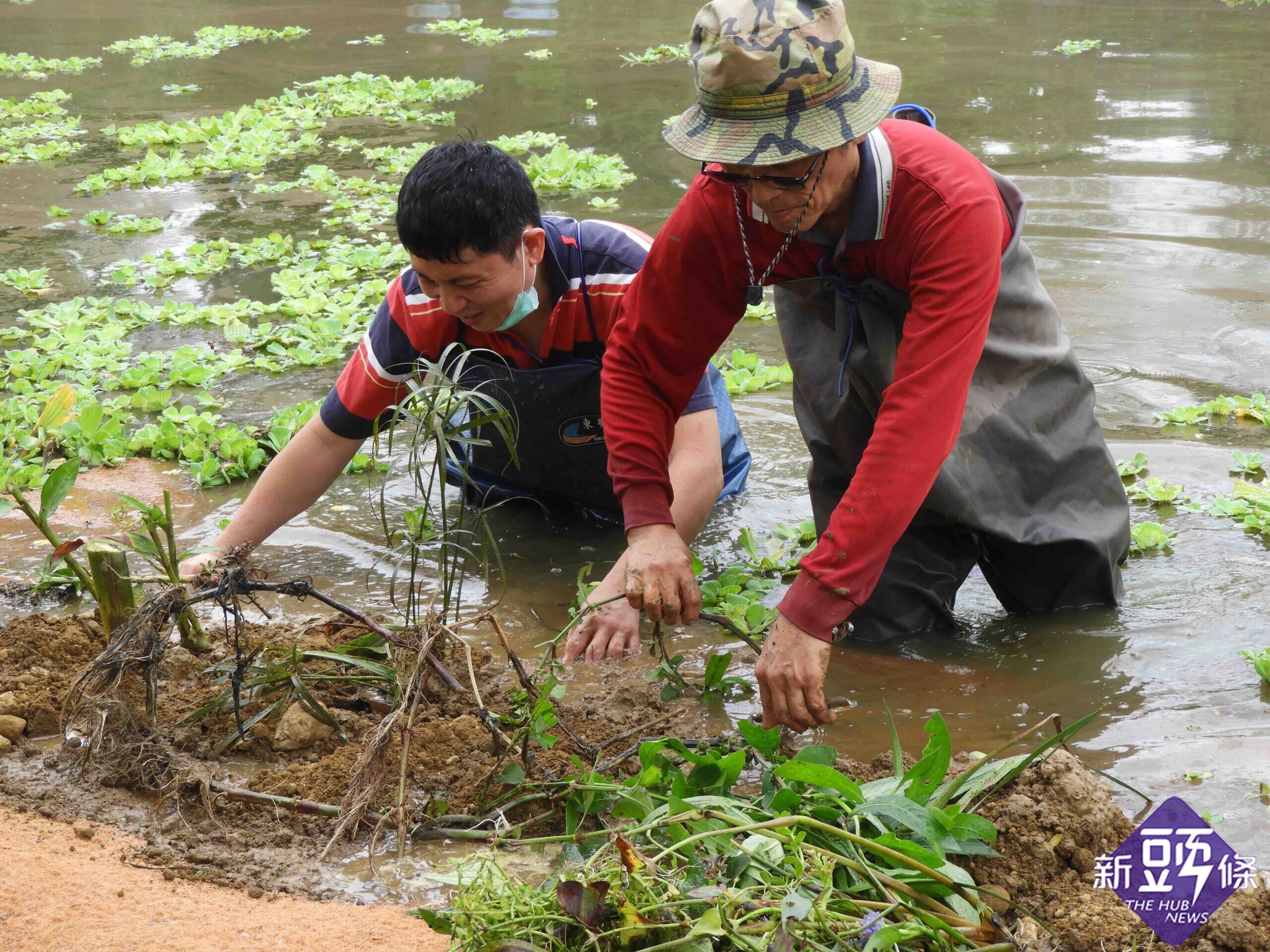 福智關廟護生教育示範園區利用木 竹等天然材料打造人工浮島 並種植水生植物後放置護生園區的調節池中 提供動物棲息 淨化水質 美化景觀等功能 新頭條 Thehubnews