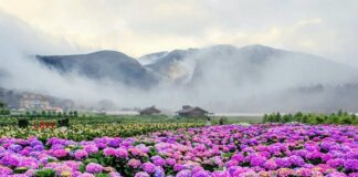 陽明山賞花趣