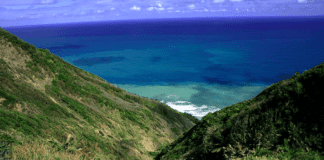 屏東東海岸看見台灣最原始美麗的海岸森林
