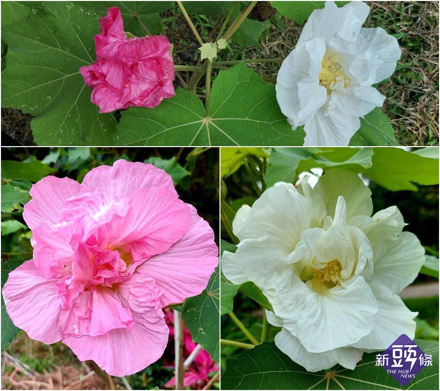 後山小調 山芙蓉一日三樣情一年開兩回 新頭條 Thehubnews