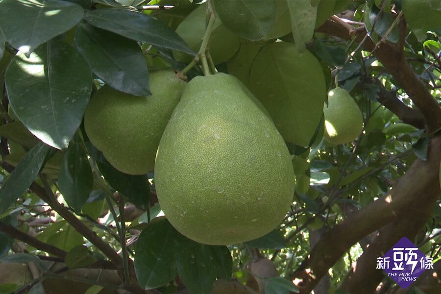 柚子挑小顆又吃巧寶山柚子白露時節陸續採收 新頭條 Thehubnews