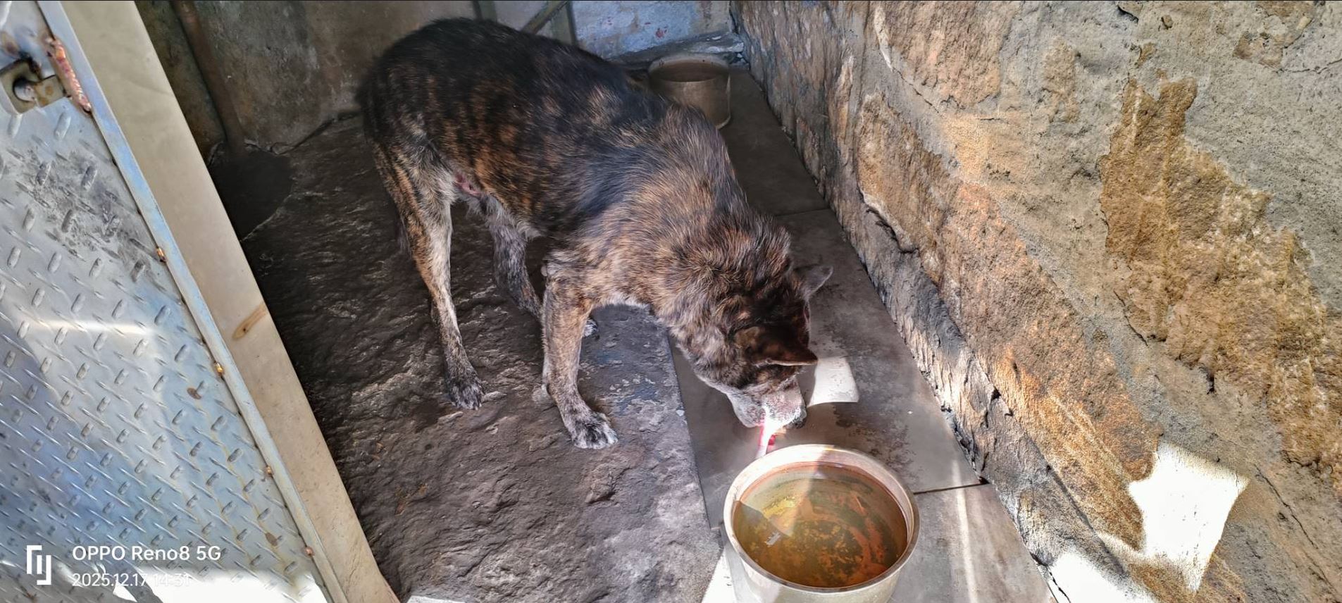 新北市政府動保處在附近工廠尋獲傷犬，所幸小狗尚能行走且無大礙，已要求飼主送醫檢查以排除內出血可能。