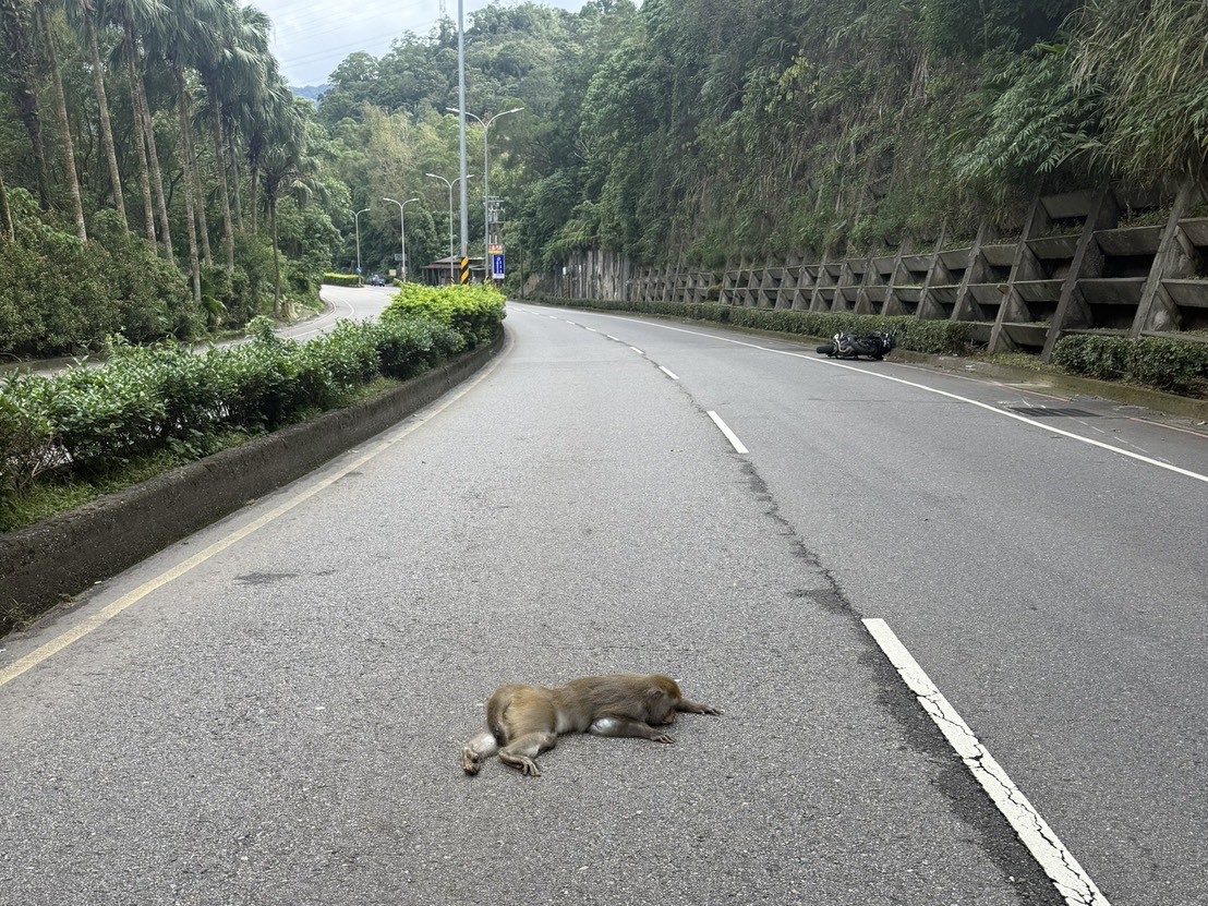 獼猴衝撞重機當場死亡，遺體已由警方通報新北市動保處帶回處理。
