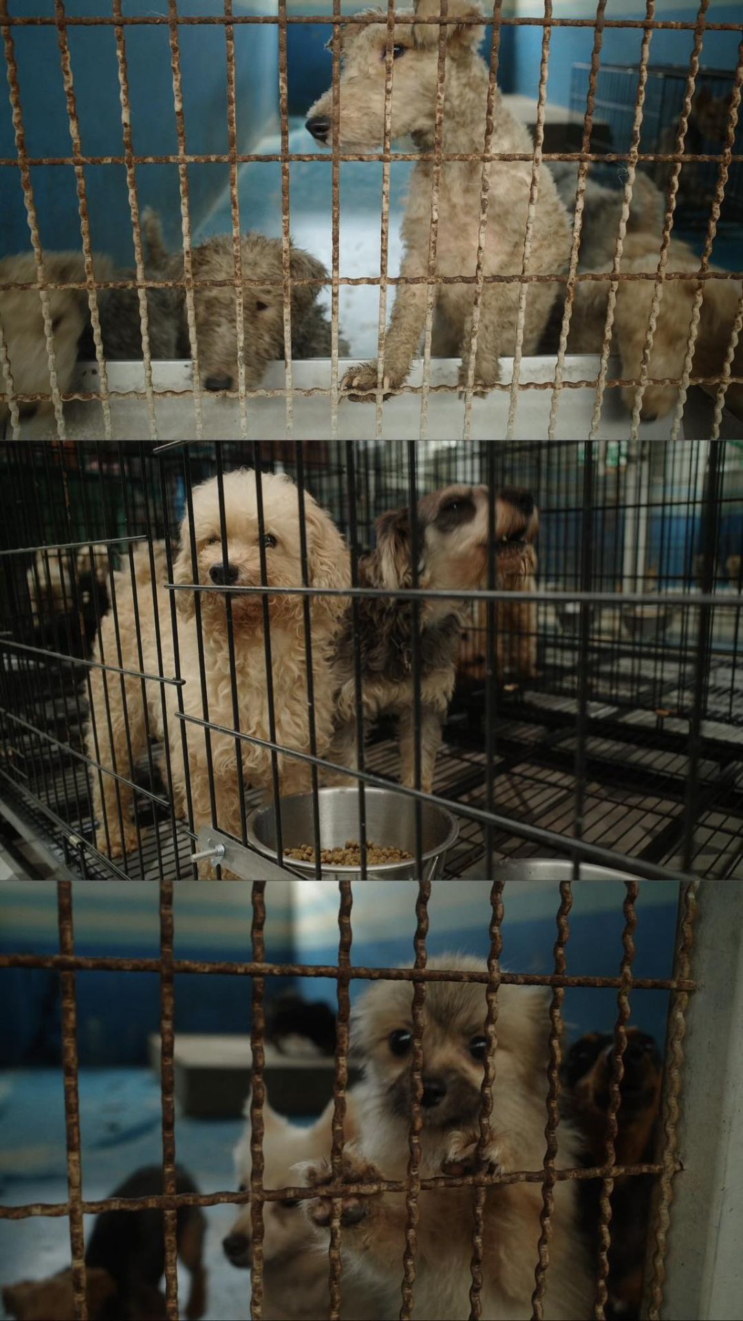 米可白分享人人犬舍內犬隻的狀況。（圖／翻攝米可白臉書）