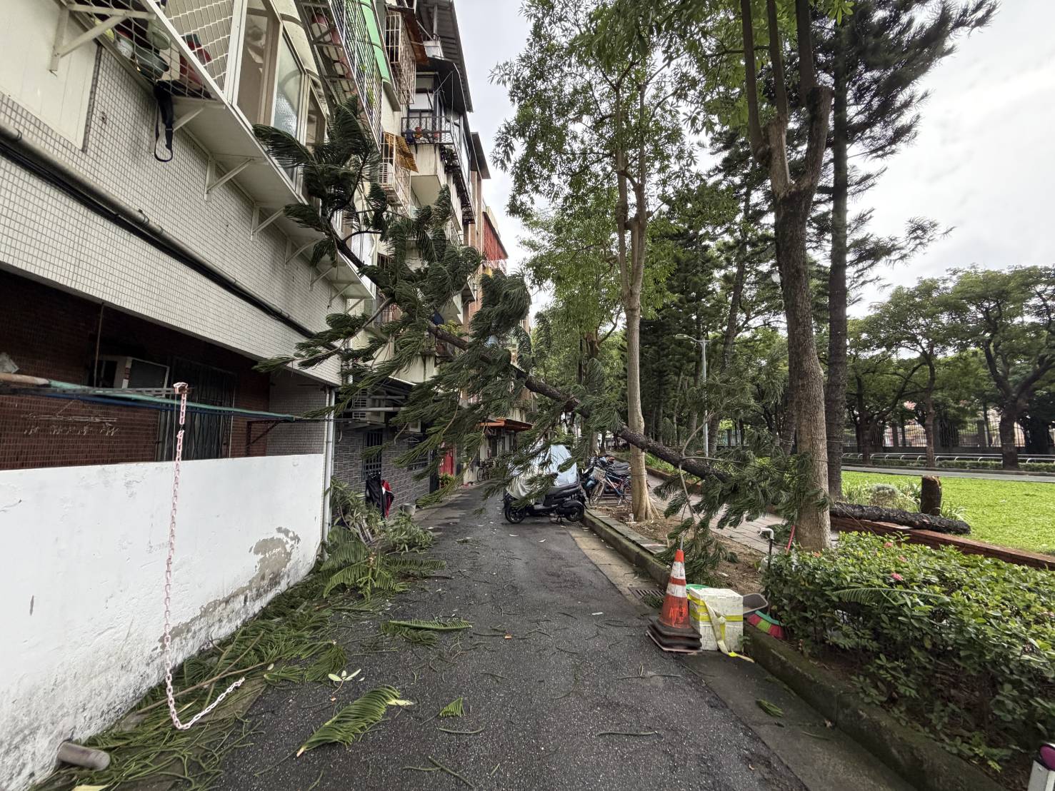 台北市北投區立農公園內1棵約3層樓高、具有強大抗風能力的「小葉南洋杉」，疑因不敵8級以上強陣風，底部應聲斷裂倒塌。