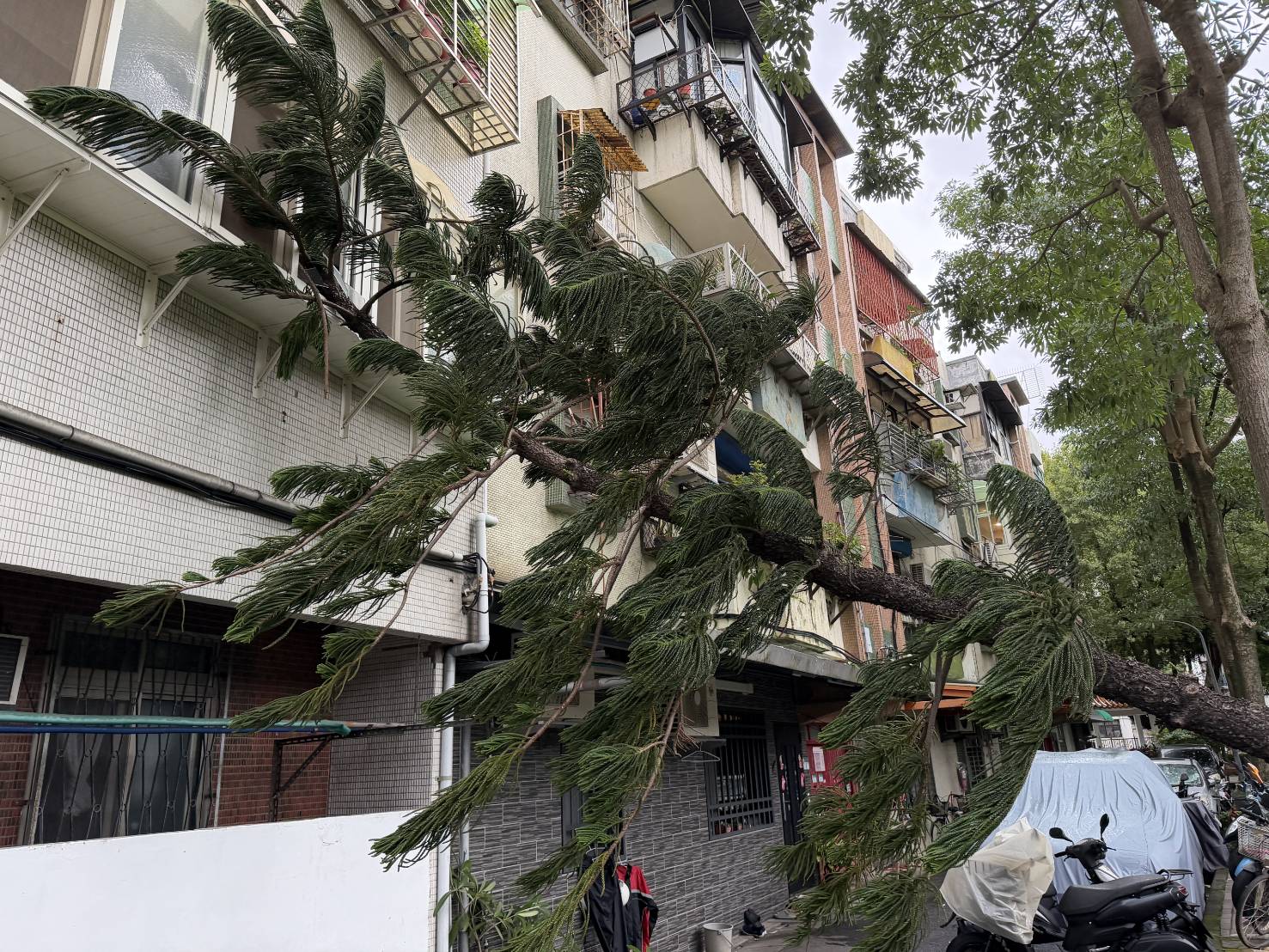 台北市北投區立農公園內1棵約3層樓高、具有強大抗風能力的「小葉南洋杉」，疑因不敵8級以上強陣風，底部應聲斷裂倒塌。​