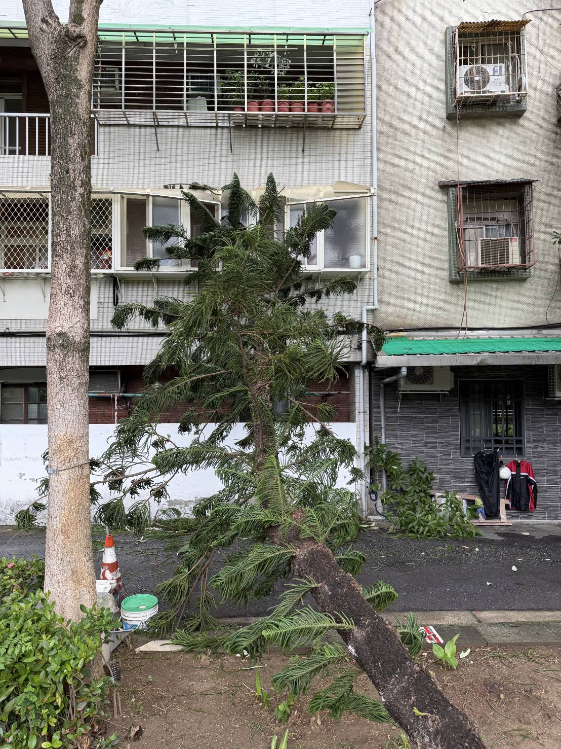 台北市北投區立農公園內1棵約3層樓高、具有強大抗風能力的「小葉南洋杉」，疑因不敵8級以上強陣風，底部應聲斷裂倒塌。​
