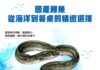 鰻魚含有豐富的蛋白質、維生素A、B、C、E群及礦物質，更富含不飽和脂肪酸DHA與EPA，是優質海味蛋白及營養素之來源。(圖/農業部漁業署)