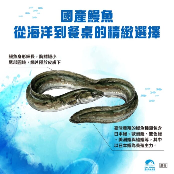 鰻魚含有豐富的蛋白質、維生素A、B、C、E群及礦物質，更富含不飽和脂肪酸DHA與EPA，是優質海味蛋白及營養素之來源。(圖/農業部漁業署)