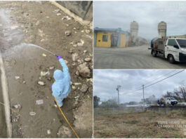 苗栗後龍大排驚見235隻雞屍 採樣檢出H5N1禽流感!