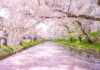 春櫻映東境 邂逅日本經典櫻花的絕美旅程