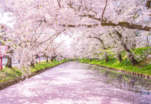 春櫻映東境 邂逅日本經典櫻花的絕美旅程