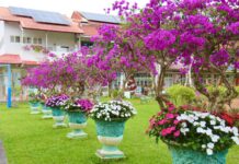 九重葛盛開山城深處 內門金竹國小成新年療癒秘境