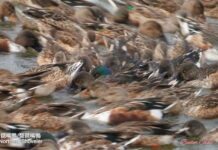 這裡有鳥事/影音/鰲鼓溼地琵嘴鴨合演水上圓舞曲 群聚轉圈擾動池水協力覓食