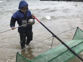 守護鰻魚資源!新北 3 月起進入「禁捕期」 違規採捕最高可罰 15 萬元