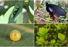 影音/透過公私協力與部落參與 為臺灣寬尾鳳蝶打造食源棲地環境