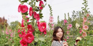 彰化田中窯二萬棵蜀葵花怒放，繁花似錦，二月十日起至四月底開放。（圖/記者林均和攝）