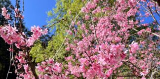 ▲惠蓀林場櫻花陸續綻放。