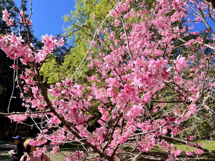 ▲惠蓀林場櫻花陸續綻放。