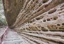 嘉義瑞里紫藤花含苞待放 春日紫色山城即將登場