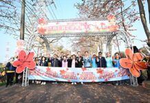 春日限定花海爆發! 彰化濁水溪木棉花季絕美綻放