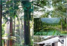 溪頭旅遊熱度升溫 主打高CP值一泊二食專案 Success Banner溪頭飯店限時熱賣中