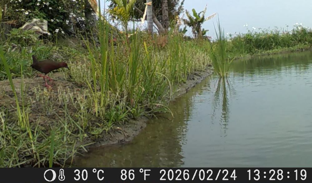 霧峰五福社區友善田區監測首見緋秧雞出現。(圖/農村水保署台中分署)