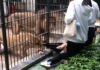 影/投餵險變「送餐」!10歲女童近距離餵獅子 腿被咬住拖行驚險影片瘋傳
