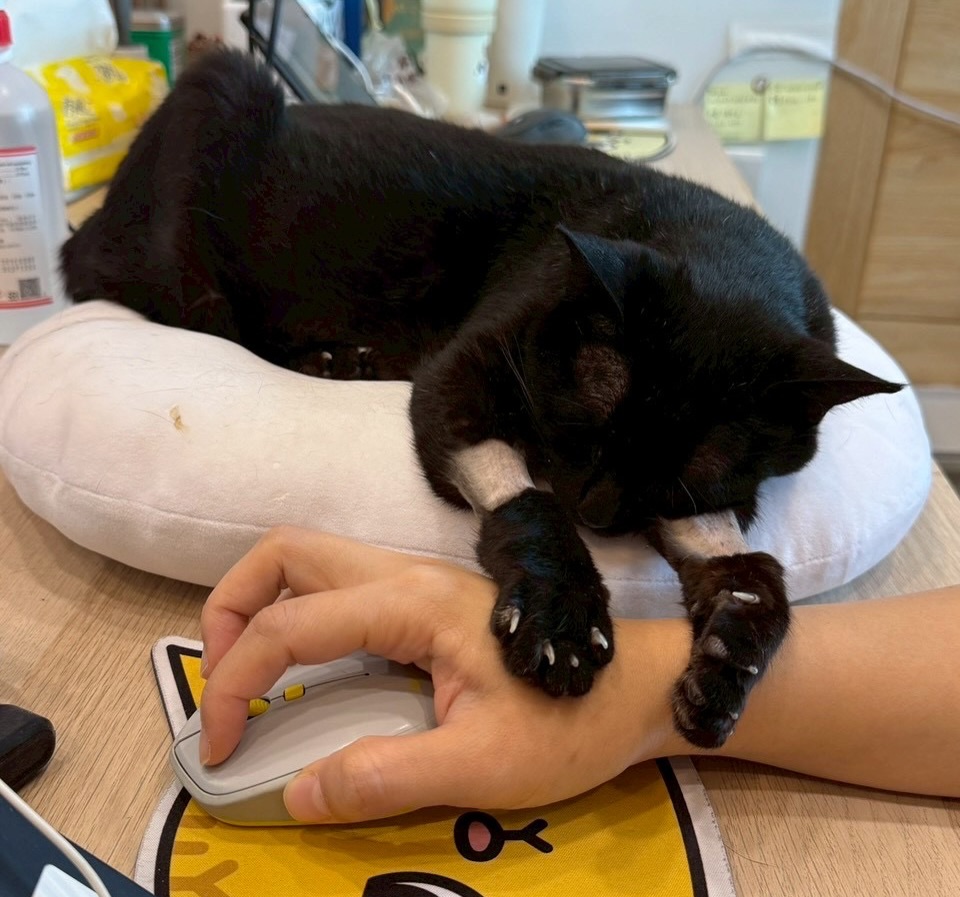 「黃阿瑪的後宮生活」黑貓Socles病逝。（圖／翻攝黃阿瑪的後宮生活臉書）