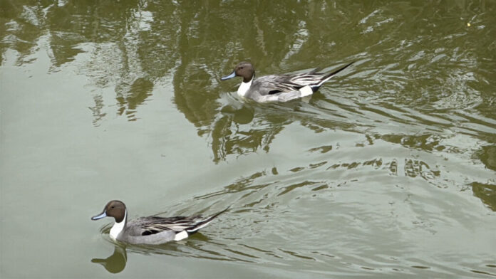 68ce3ca0-7137-45ca-8156-b8f92810d929-1024x576-1