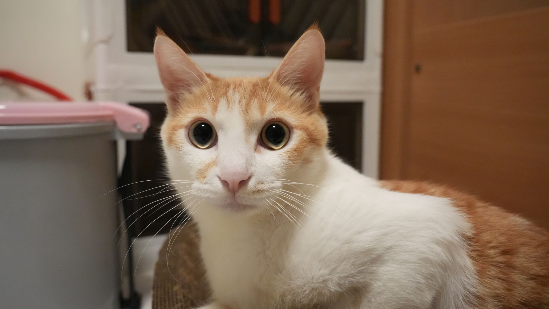 ▲陷「寵物用藥新制」風波 大樹藥局急澄清：絕非主導（資料照／記者王俊勝 攝；未經授權請勿翻攝）