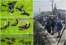 這裡有鳥事/影音/彩䴉飛臨 行蹤飄忽!鳥友苦尋