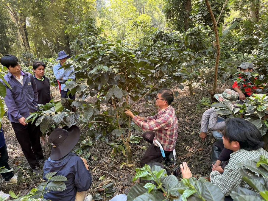 國立暨南大學鄭健雄院長在現場詳細分享了剪枝基本原則，包括如何判斷咖啡樹的健康狀況、選擇最佳剪枝時機與方法。(圖/暨南大學)