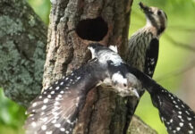 小啄木石門水庫築巢育雛 吸引鳥友拍攝捕捉珍貴瞬間