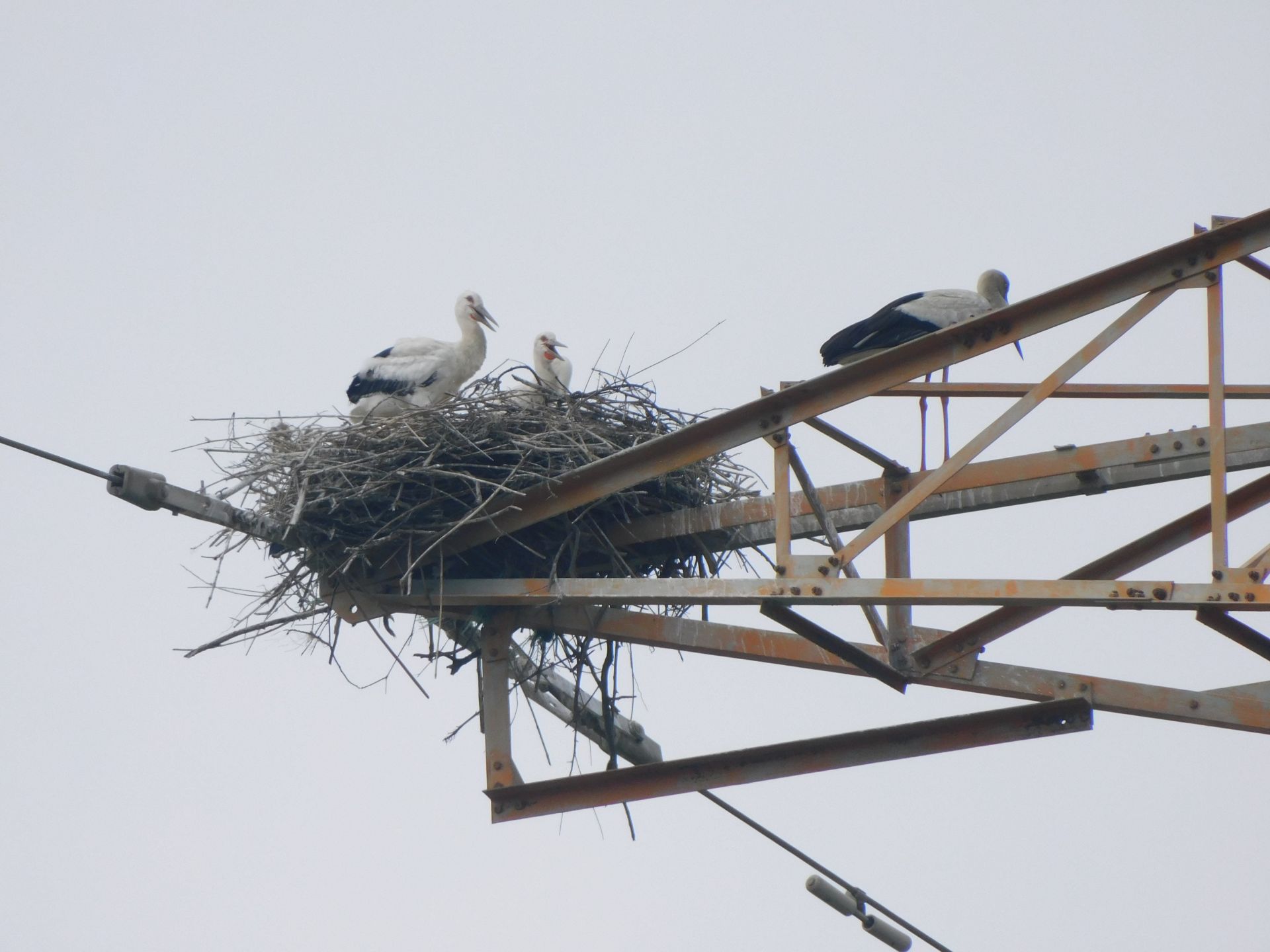 東方白鸛鐵塔築巢引關注　南投分署跨部會協調：保育與供電安全並行